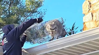 How do summer-season businesses survive during the winter? | Avrum Meirowitz, Pestoff Exterminating